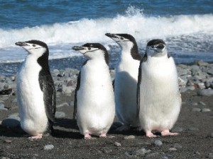 PingwinyAntarktyczne340